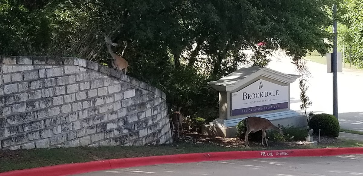 Brookdale Northwest Hills photo 3