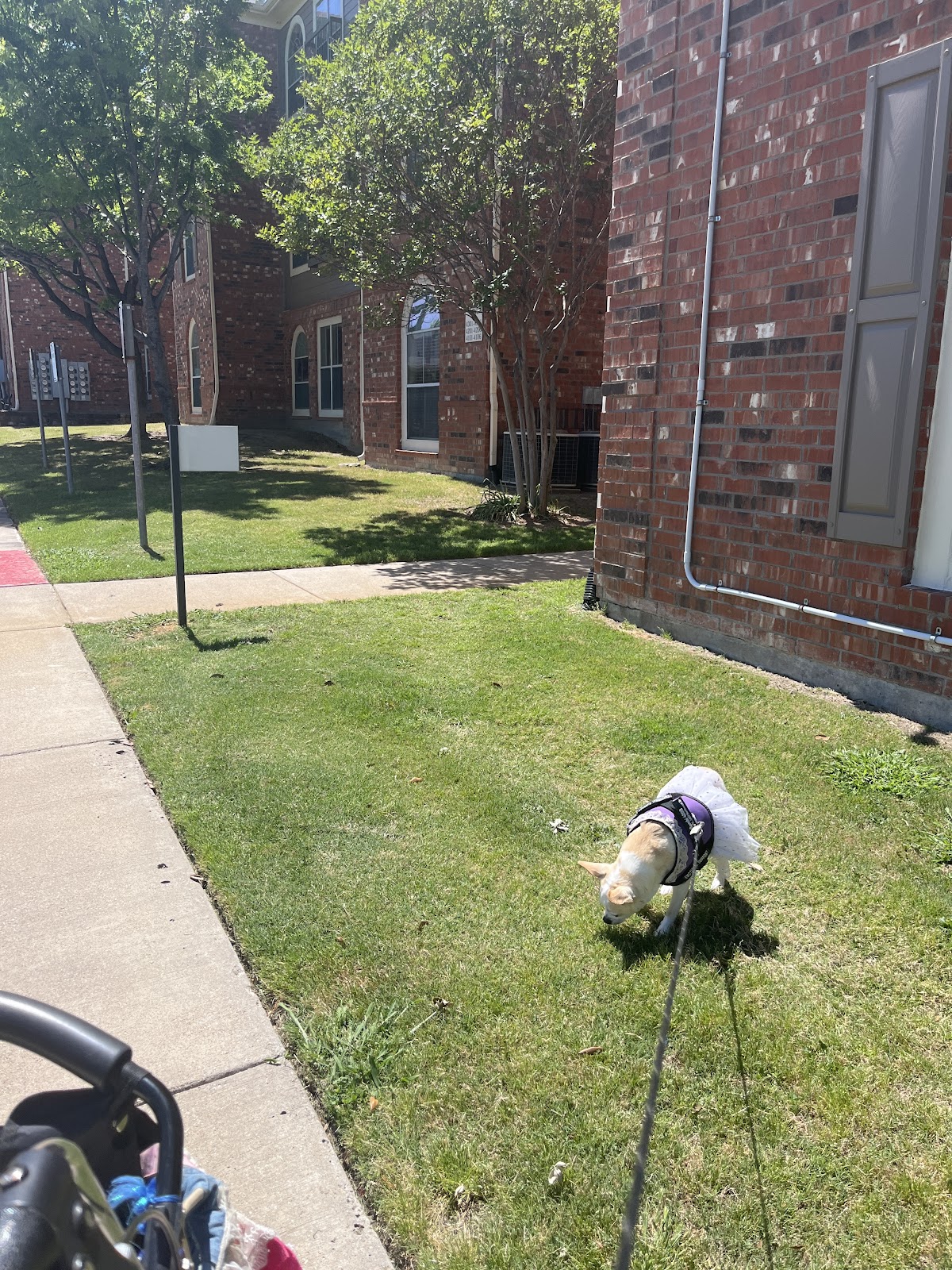 Evergreen at Mesquite photo 3