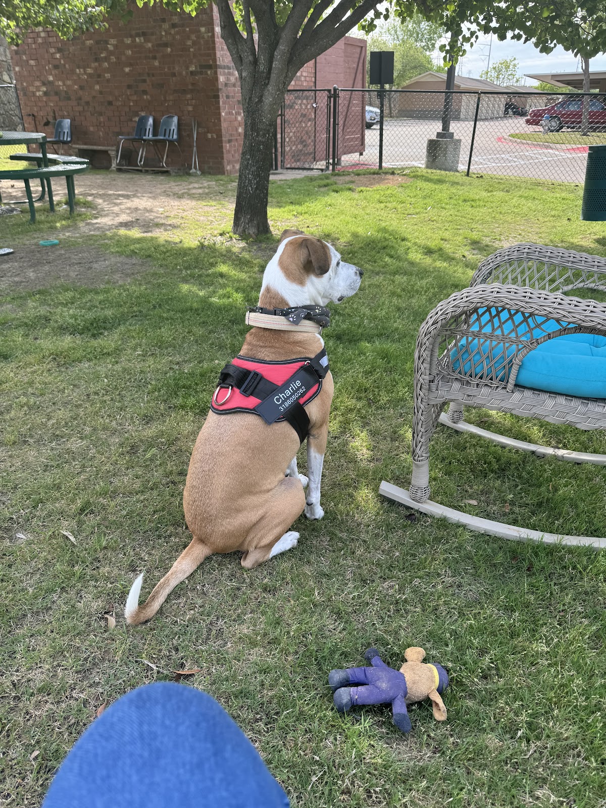 Evergreen at Mesquite photo 2